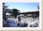 IMG_0633 * Snow on barbed wire 2. * 3072 x 2048 * (1.69MB)