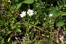 Wildflowers